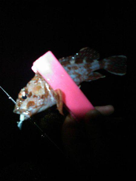 ガシラほーらん個体の巻